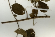<strong>Rubiaceae - Mussaenda - Mussaenda elegans Schumach. & Thonn.</strong><br />© hnb