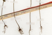 <strong>Oxalidaceae - Biophytum - Biophytum umbraculum Welw.</strong><br />© hnb