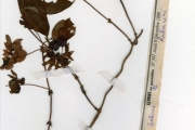 <strong>Rubiaceae - Sabicea - Sabicea calycina Benth.</strong><br />© hnb