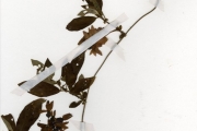 <strong>Rubiaceae - Sabicea - Sabicea calycina Benth.</strong><br />© hnb