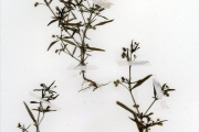 <strong>Rubiaceae - Oldenlandia - Oldenlandia corymbosa L.</strong><br />© hnb