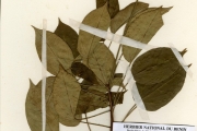 <strong>Euphorbiaceae - Jatropha - Jatropha integerrima Jacq.</strong><br />© hnb