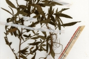 <strong>Tiliaceae - Corchorus - Corchorus tridens L.</strong><br />© hnb