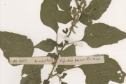 <strong>Amaranthaceae - Amaranthus - Amaranthus hybridus L.</strong><br />© hnb