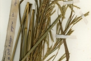 <strong>Poaceae - Andropogon - Andropogon gayanus Kunth var. polycladus (Hack.) Clayton</strong><br />© hnb