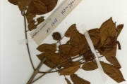 <strong>Rubiaceae - Mitragyna - Mitragyna inermis (Willd.) Kuntze</strong><br />© hnb