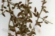 <strong>Malvaceae - Sida - Sida alba L.</strong><br />© hnb