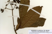 <strong>Rubiaceae - Psychotria - Psychotria vogeliana Benth.</strong><br />© hnb
