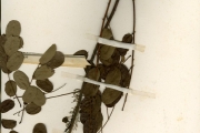 <strong>Leguminosae-Caesalpinioideae - Caesalpinia - Caesalpinia benthamiana (Baill.) Herend. & Zarucchi</strong><br />© hnb