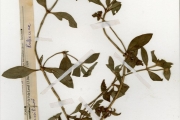 <strong>Rubiaceae - Richardia - Richardia scabra L.</strong><br />© hnb