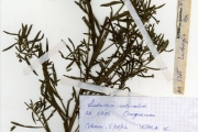 <strong>Onagraceae - Ludwigia - Ludwigia octovalvis (Jacq.) P.H.Raven subsp. brevisepala (Brenan) P.H.Raven</strong><br />© hnb