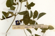 <strong>Leguminosae-Papilionoideae - Clitoria - Clitoria ternatea L.</strong><br />© hnb