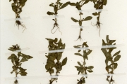 <strong>Lythraceae - Ammannia - Ammannia baccifera L.</strong><br />© hnb