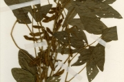 <strong>Leguminosae-Papilionoideae - Glycine - Glycine max (L.) Merr.</strong><br />© hnb