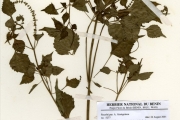 <strong>Lamiaceae - Platostoma - Platostoma africanum P.Beauv.</strong><br />© hnb