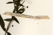 <strong>Asteraceae - Eclipta - Eclipta prostrata (L.) L.</strong><br />© hnb