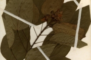 <strong>Bixaceae - Bixa - Bixa orellana L.</strong><br />© hnb