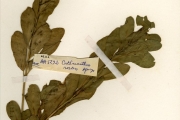 <strong>Apocynaceae - Catharanthus - Catharanthus roseus (L.) G.Don</strong><br />© hnb