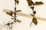 <strong>Commelinaceae - Commelina - Commelina benghalensis L.</strong><br />© hnb
