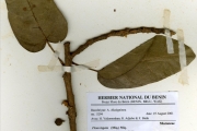 <strong>Moraceae - Ficus - Ficus ingens (Miq.) Miq.</strong><br />© hnb