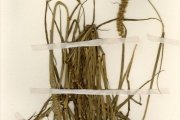 <strong>Poaceae - Cenchrus - Cenchrus biflorus Roxb.</strong><br />© hnb