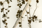 <strong>Solanaceae - Physalis - Physalis minima L.</strong><br />© hnb