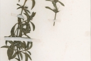 <strong>Acanthaceae - Barleria - Barleria eranthemoides R.Br. ex C.B.Clarke</strong><br />© hnb