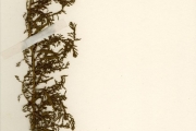 <strong>Chenopodiaceae - Chenopodium - Chenopodium ambrosioides L.</strong><br />© hnb