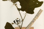 <strong>Solanaceae - Solanum - Solanum torvum Sw.</strong><br />© hnb