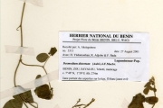 <strong>Leguminosae-Papilionoideae - Desmodium - Desmodium distortum (Aubl.) J.F.Macbr.</strong><br />© hnb