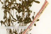 <strong>Leguminosae-Papilionoideae - Zornia - Zornia glochidiata Rchb. ex DC.</strong><br />© hnb