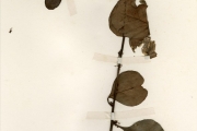 <strong>Celastraceae - Gymnosporia - Gymnosporia senegalensis (Lam.) Loes.</strong><br />© hnb