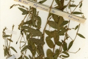 <strong>Leguminosae-Papilionoideae - Alysicarpus - Alysicarpus ovalifolius (Schumach.) J.Léonard</strong><br />© hnb