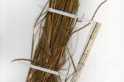 <strong>Poaceae - Schizachyrium - Schizachyrium sanguineum (Retz.) Alston</strong><br />© hnb