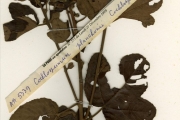 <strong>Cochlospermaceae - Cochlospermum - Cochlospermum planchonii Hook.f.</strong><br />© hnb