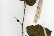 <strong>Passifloraceae - Adenia - Adenia lobata (Jacq.) Engl.</strong><br />© hnb