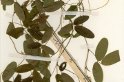 <strong>Leguminosae-Papilionoideae - Galactia - Galactia tenuiflora (Willd.) Wight & Arn.</strong><br />© hnb