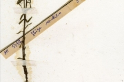 <strong>Scrophulariaceae - Striga - Striga asiatica (L.) Kuntze</strong><br />© hnb