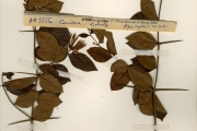 <strong>Apocynaceae - Carissa - Carissa spinarum L.</strong><br />© hnb