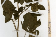<strong>Solanaceae - Physalis - Physalis angulata L.</strong><br />© hnb
