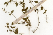 <strong>Scrophulariaceae - Torenia - Torenia thouarsii (Cham. & Schltdl.) Kuntze</strong><br />© hnb