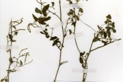 <strong>Leguminosae-Papilionoideae - Desmodium - Desmodium distortum (Aubl.) J.F.Macbr.</strong><br />© hnb