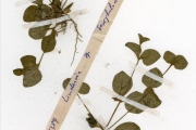 <strong>Scrophulariaceae - Lindernia - Lindernia diffusa (L.) Wettst.</strong><br />© hnb