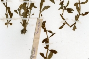 <strong>Scrophulariaceae - Bacopa - Bacopa crenata (P.Beauv.) Hepper</strong><br />© hnb