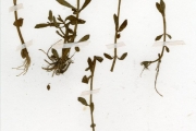 <strong>Scrophulariaceae - Bacopa - Bacopa crenata (P.Beauv.) Hepper</strong><br />© hnb