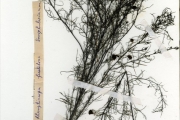 <strong>Scrophulariaceae - Rhamphicarpa - Rhamphicarpa fistulosa (Hochst.) Benth.</strong><br />© hnb