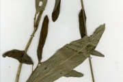 <strong>Malvaceae - Hibiscus - Hibiscus articulatus Hochst. ex A.Rich. var. glabrescens Hochr.</strong><br />© hnb