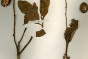 <strong>Chrysobalanaceae - Parinari - Parinari curatellifolia Planch. ex Benth.</strong><br />© hnb