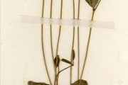 <strong>Leguminosae-Papilionoideae - Vigna - Vigna subterranea (L.) Verdc.</strong><br />© hnb