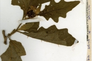<strong>Solanaceae - Solanum - Solanum dasyphyllum Schumach. & Thonn.</strong><br />© hnb